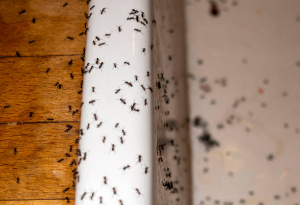 Best Emergency Pest Control  in Deer Park, OH
